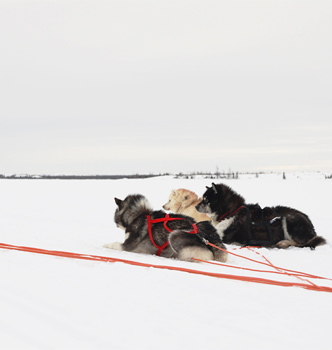 Chiens en attente d'un départ en traîneau à Kuujjuaq près du Centre de santé Tulattavik de l'Ungava